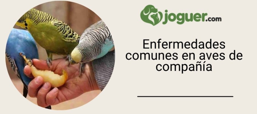 Boli comunes en aves de compañía