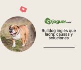 Bulldog inglés que ladra: causas y soluciones