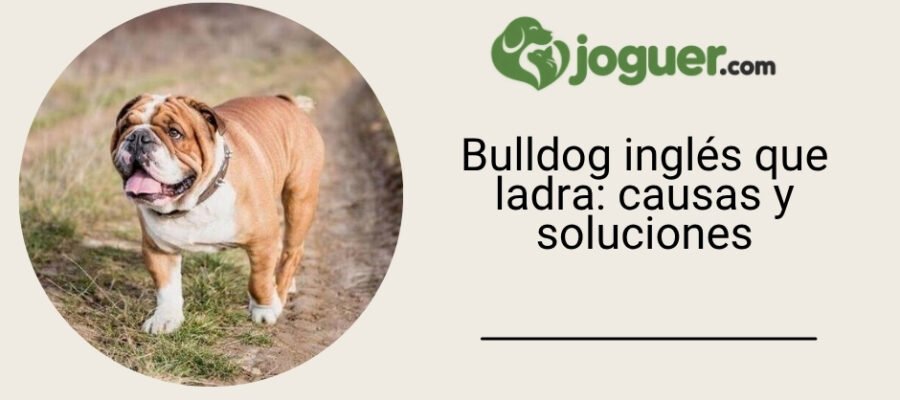 Bulldog inglés que ladra: causas y soluciones