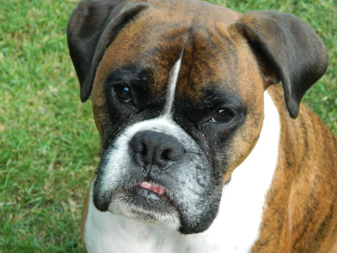 Bulldog inglés que ladra: causas y soluciones