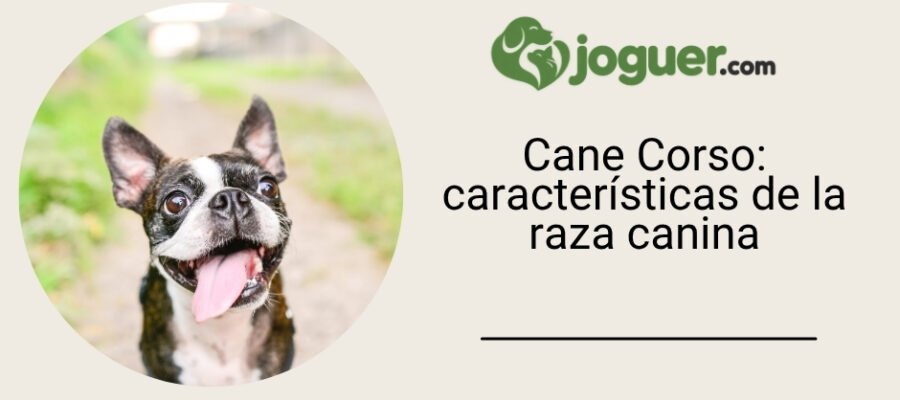 Cane Corso: características de la raza canina