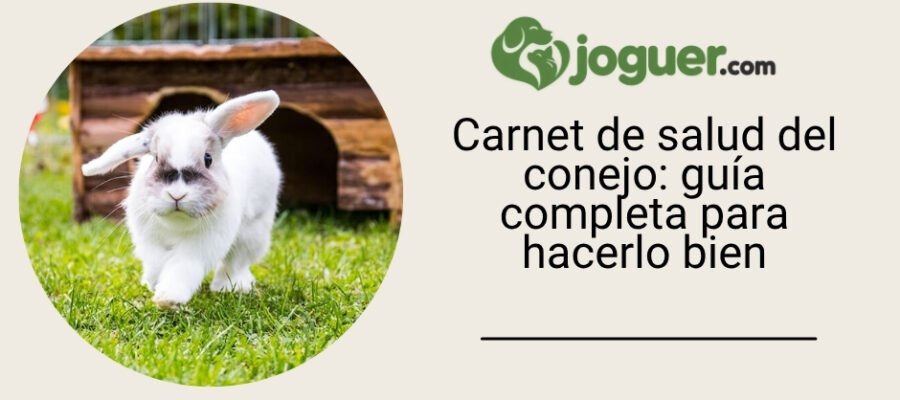 Carnet de salud del conejo: guía completa para hacerlo bien