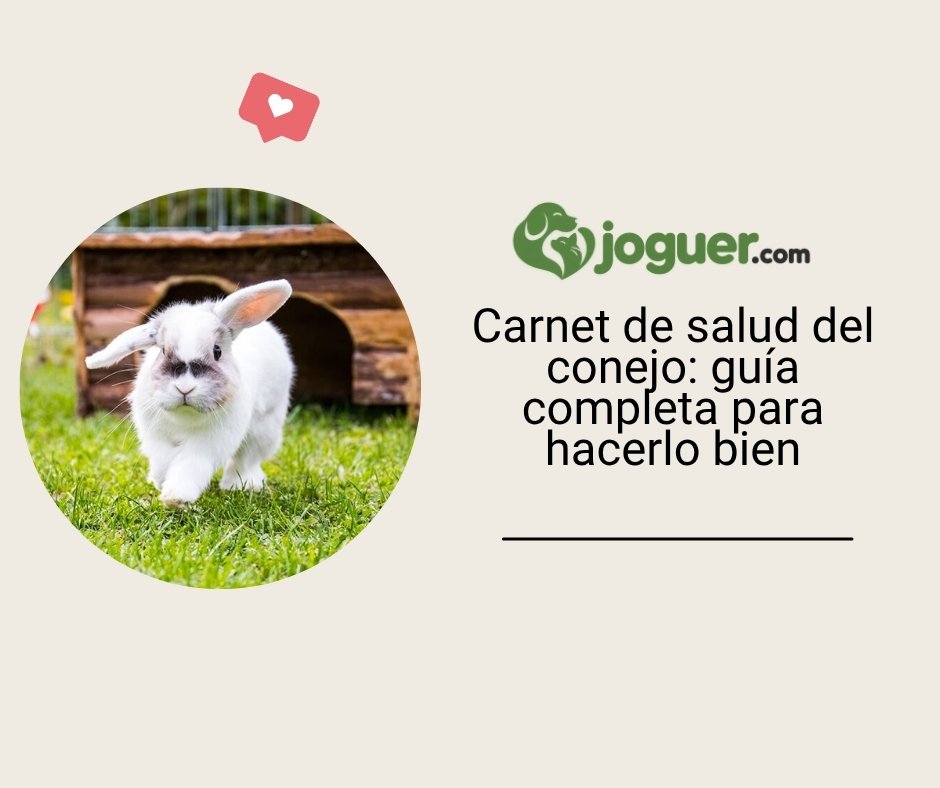 Carnet de salud del conejo: guía completa para hacerlo bien