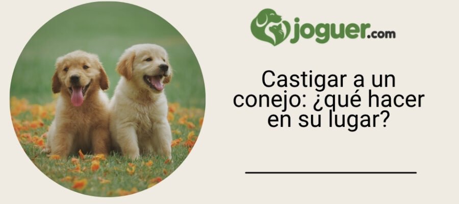 Castigar a un conejo: ¿qué hacer en su lugar?