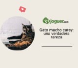 Chat macho carey: ¡una rareza!