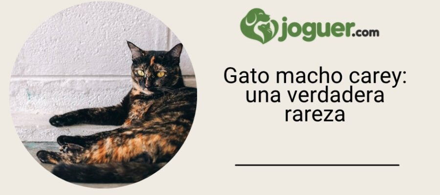 Chat macho carey: ¡una rareza!