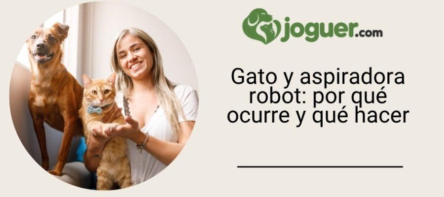 Chat sobre la aspiradora robot: por qué ocurre y qué hacer?