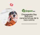 Chesapeake Bay Retriever: características de la raza canina