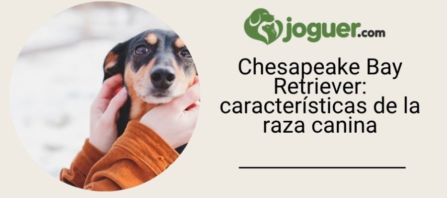 Chesapeake Bay Retriever: características de la raza canina