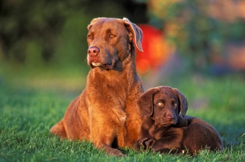 Chesapeake Bay Retriever: características de la raza canina