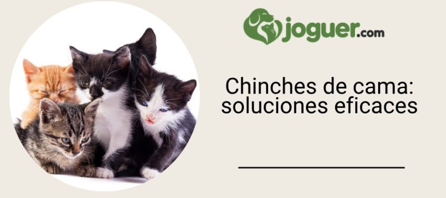 Chinches de cama: guía de soluciones eficaces para deshacerse de ellas –