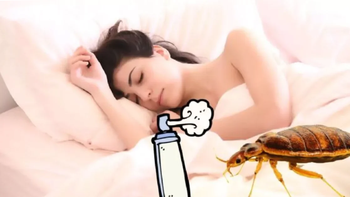 Chinches de cama: guía de soluciones eficaces para deshacerse de ellas