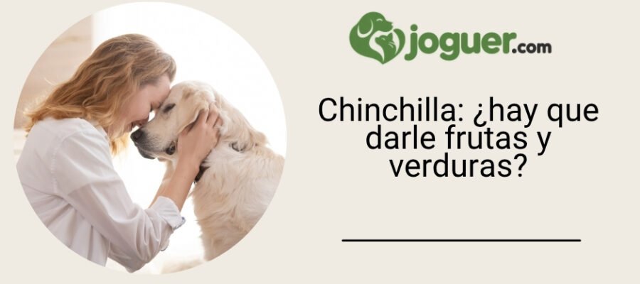 Chinchilla: ¿hay que darle frutas y verduras?