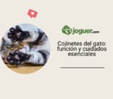 Cojinetes del gato: función y cuidados esenciales