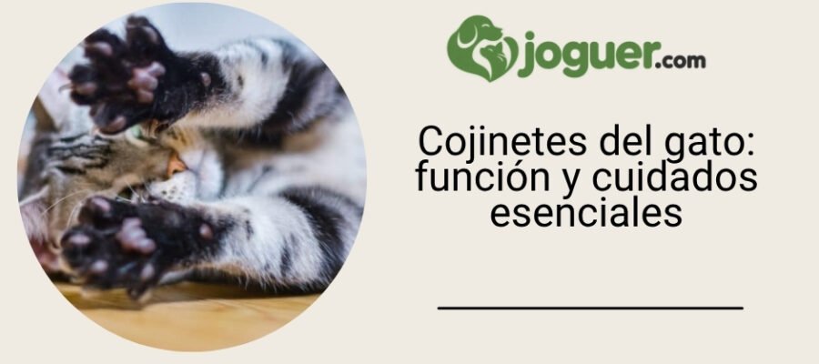 Cojinetes del gato: función y cuidados esenciales