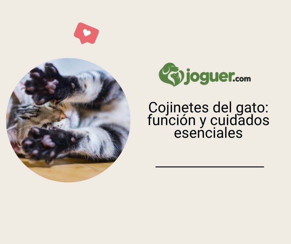 Cojinetes del gato: función y cuidados esenciales