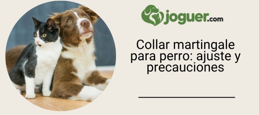 Collar martingale para perro: ajuste y precauciones