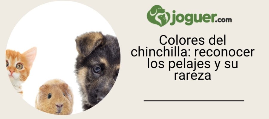 Colores del chinchilla: reconocer los pelajes y su rareza