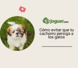 Cómo adiestrar a tu cachorro para que deje de perseguir a los gatos