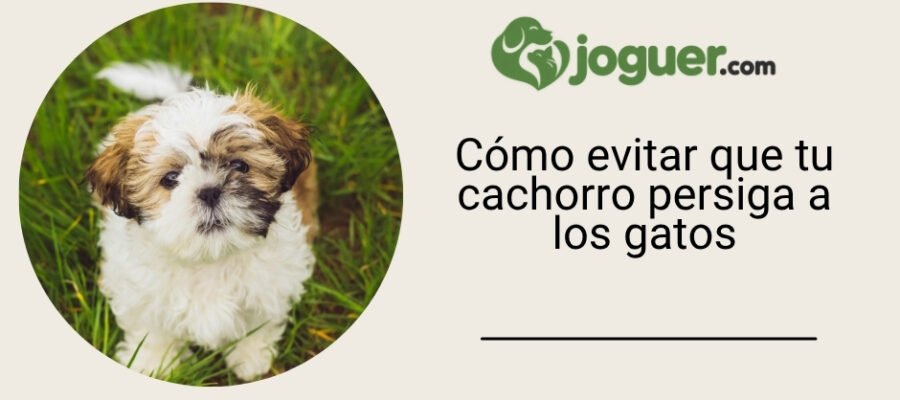 Cómo adiestrar a tu cachorro para que deje de perseguir a los gatos