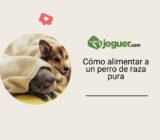 Cómo alimentar a un perro de raza pura