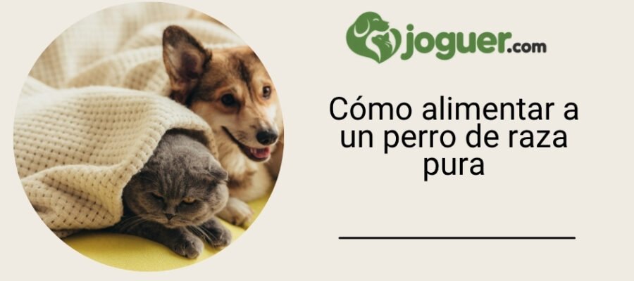 Cómo alimentar a un perro de raza pura –