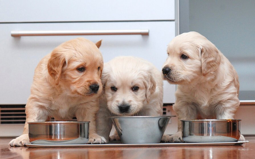 Cómo alimentar a un perro de raza pura