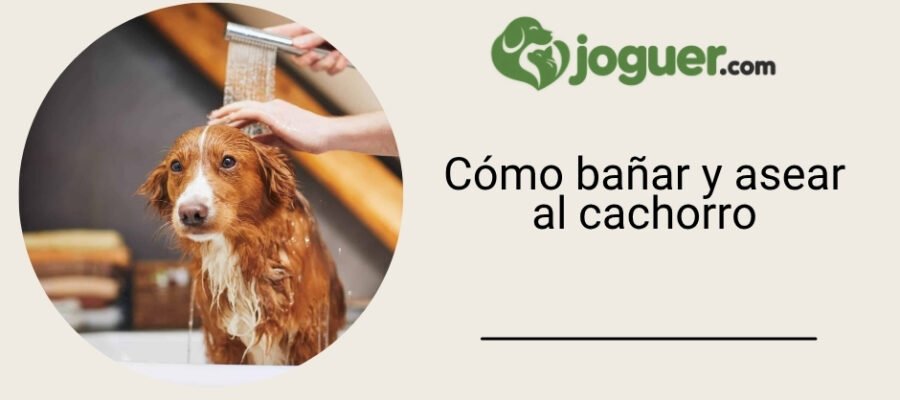 Cómo bañar y asear al cachorro