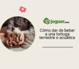 Cómo dar de beber a una tortuga terrestre o acuática