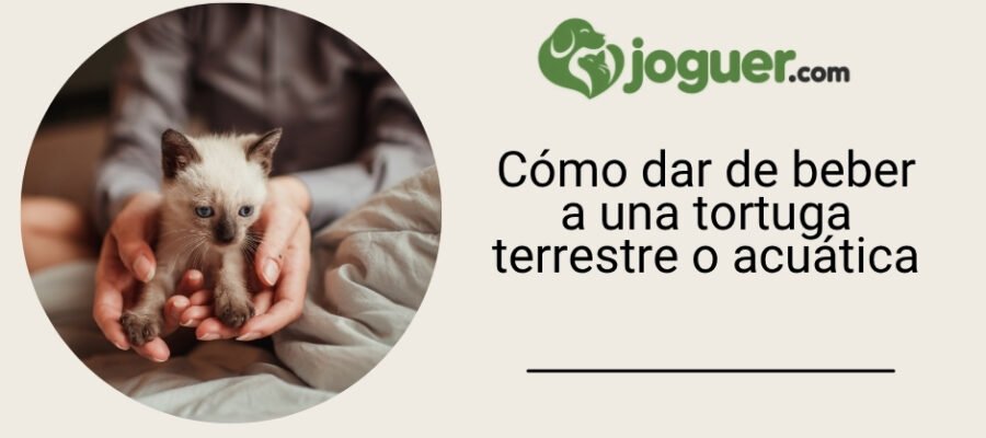 Cómo dar de beber a una tortuga terrestre o acuática