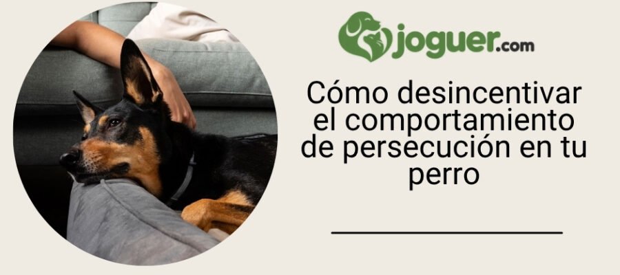 Cómo desincentivar el comportamiento de persecución en tu perro