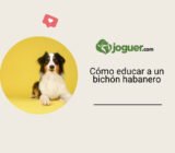Cómo educar a un bichón habanero