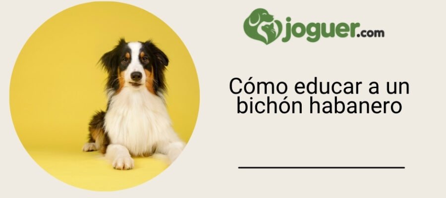 Cómo educar a un bichón habanero –