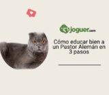Cómo educar bien a un Pastor Alemán en 3 pasos