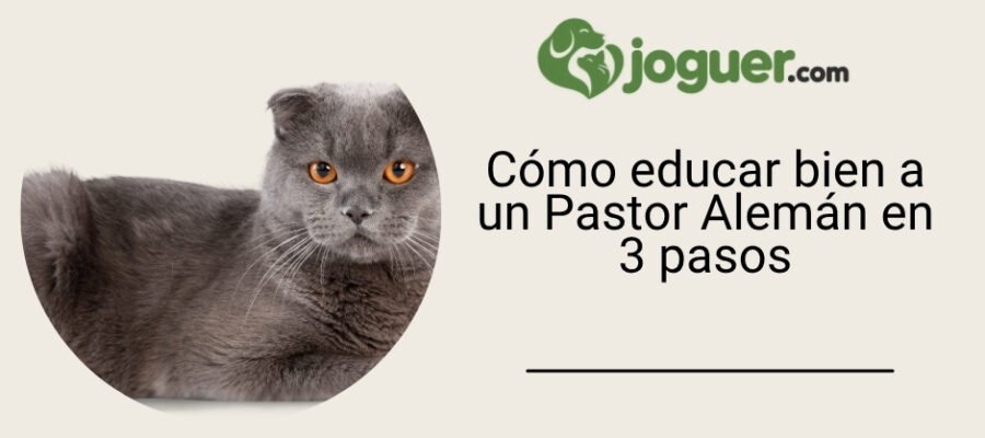 Cómo educar bien a un Pastor Alemán en 3 pasos –