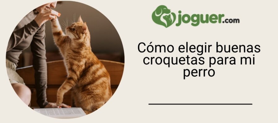 Cómo elegir buenas croquetas para mi perro –