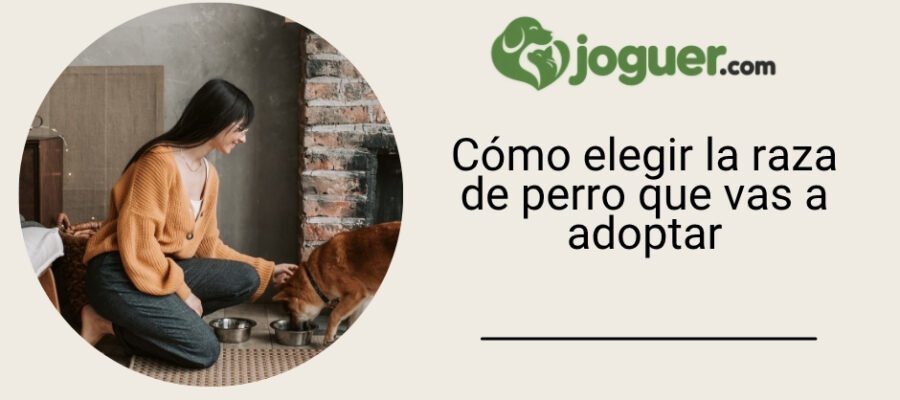 Cómo elegir la raza de perro que vas a adoptar –