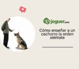 Cómo enseñar a un cachorro la orden siéntate