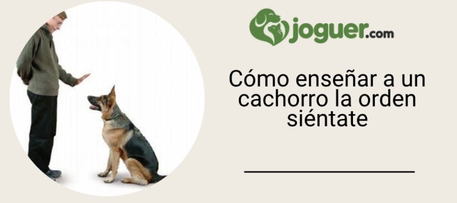 Cómo enseñar a un cachorro la orden siéntate