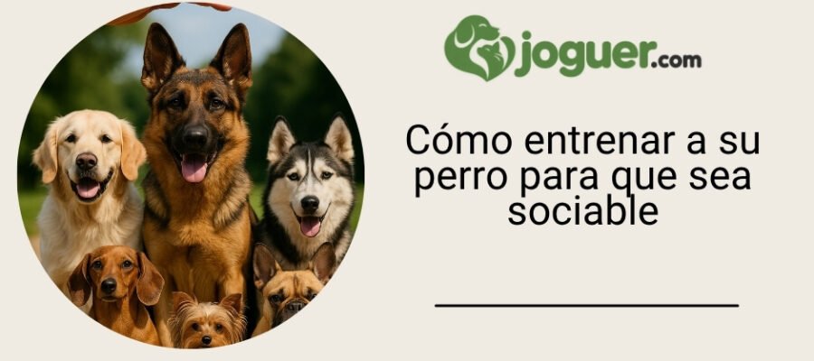 Cómo entrenar a su perro para que sea sociable