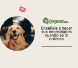 Cómo entrenar a tu perro para que haga sus necesidades cuando se le ordene