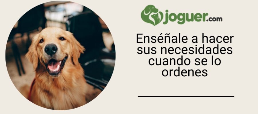 Cómo entrenar a tu perro para que haga sus necesidades cuando se le ordene