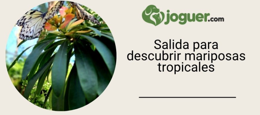 Cómo organizar una salida inmersiva en un parque de atracciones en Normandía sobre las mariposas tropicales
