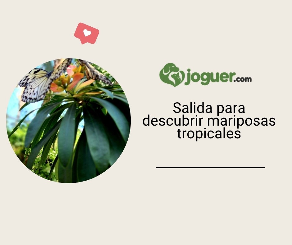 Cómo organizar una salida inmersiva en un parque de atracciones en Normandía sobre las mariposas tropicales