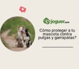 Cómo proteger a tu mascota contra pulgas y garrapatas?