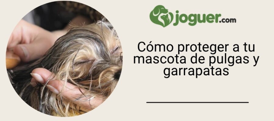 Cómo proteger a tu mascota contra pulgas y garrapatas?