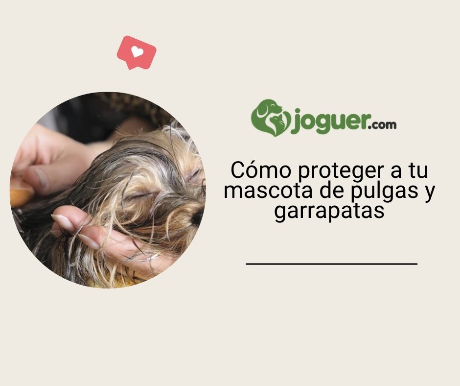Cómo proteger a tu mascota contra pulgas y garrapatas?
