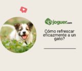 Cómo refrescar eficazmente a un gato?