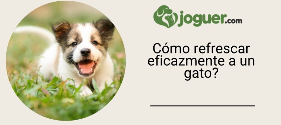 Cómo refrescar eficazmente a un gato?