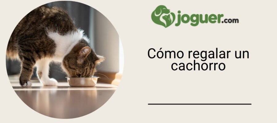 Cómo regalar un cachorro